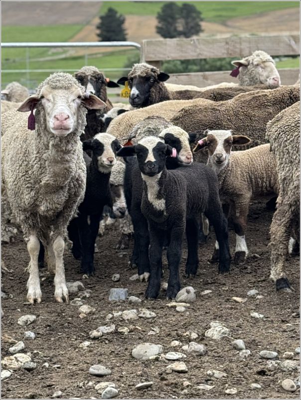 Will Gibsons Bluestone Merino stud ewes and this years lambs. Photo: Lynley Coffey.